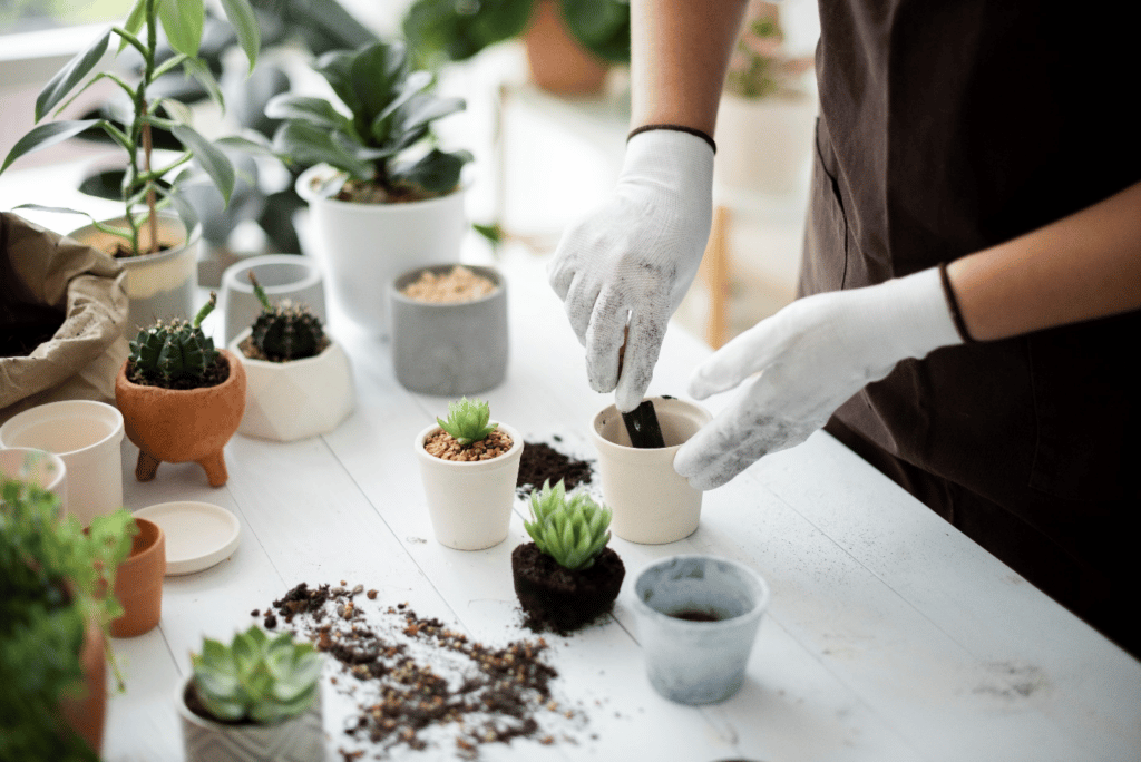 Different Ways to Repot a Houseplant