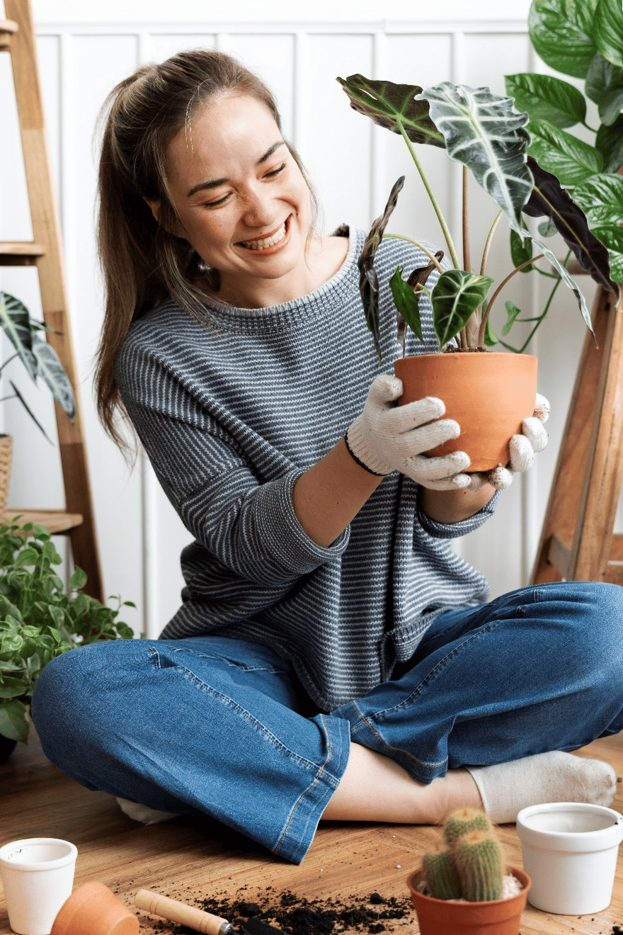 Repotting a Houseplant