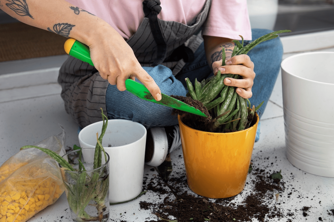 Transplanting a Potted Plant