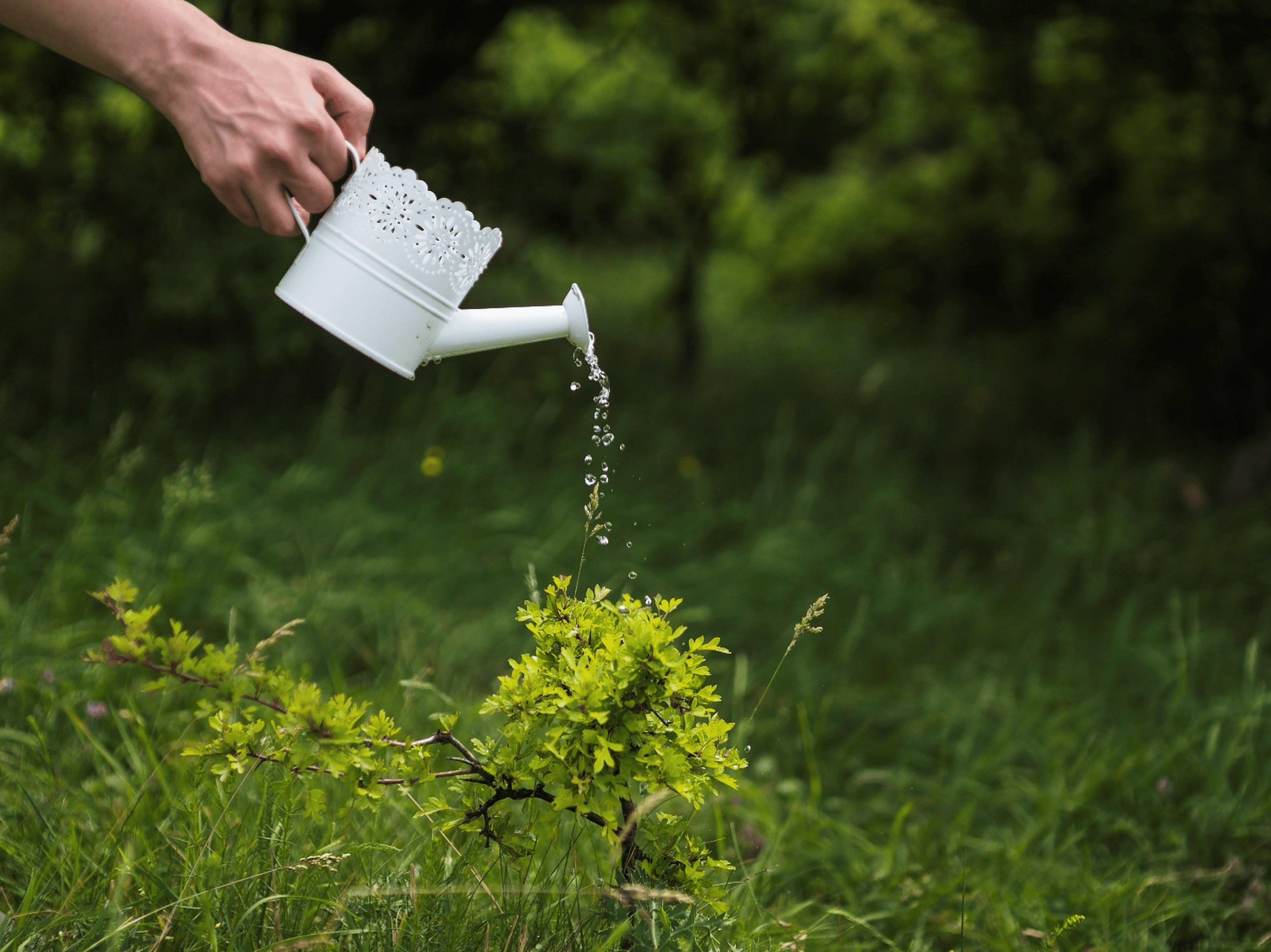 Plant Watering Techniques